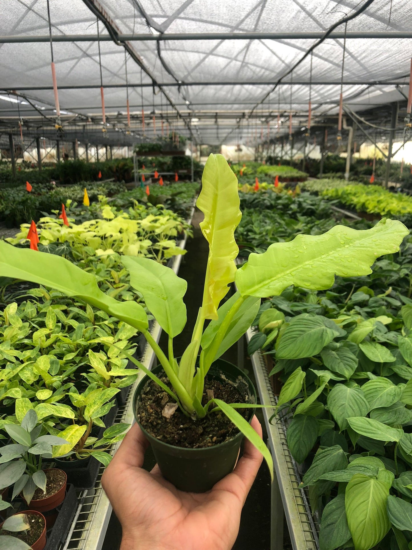 Philodendron 'Ring of Fire Gold' potted plant