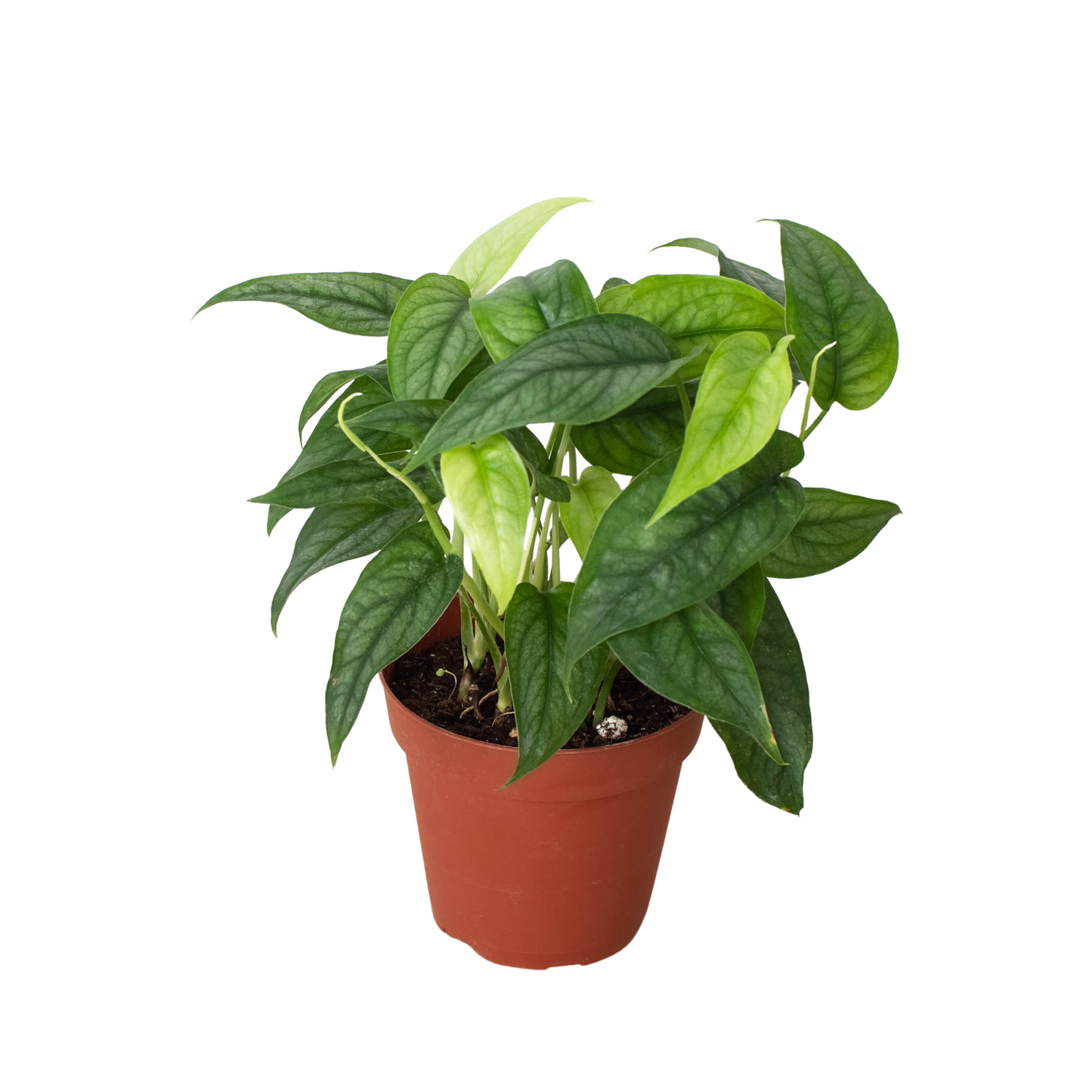 Monstera 'Siltepecana' potted plant
