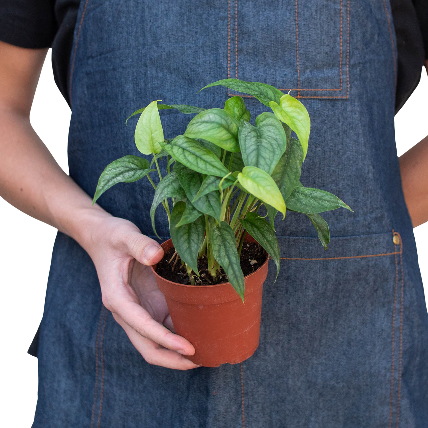 Monstera 'Siltepecana' potted plant