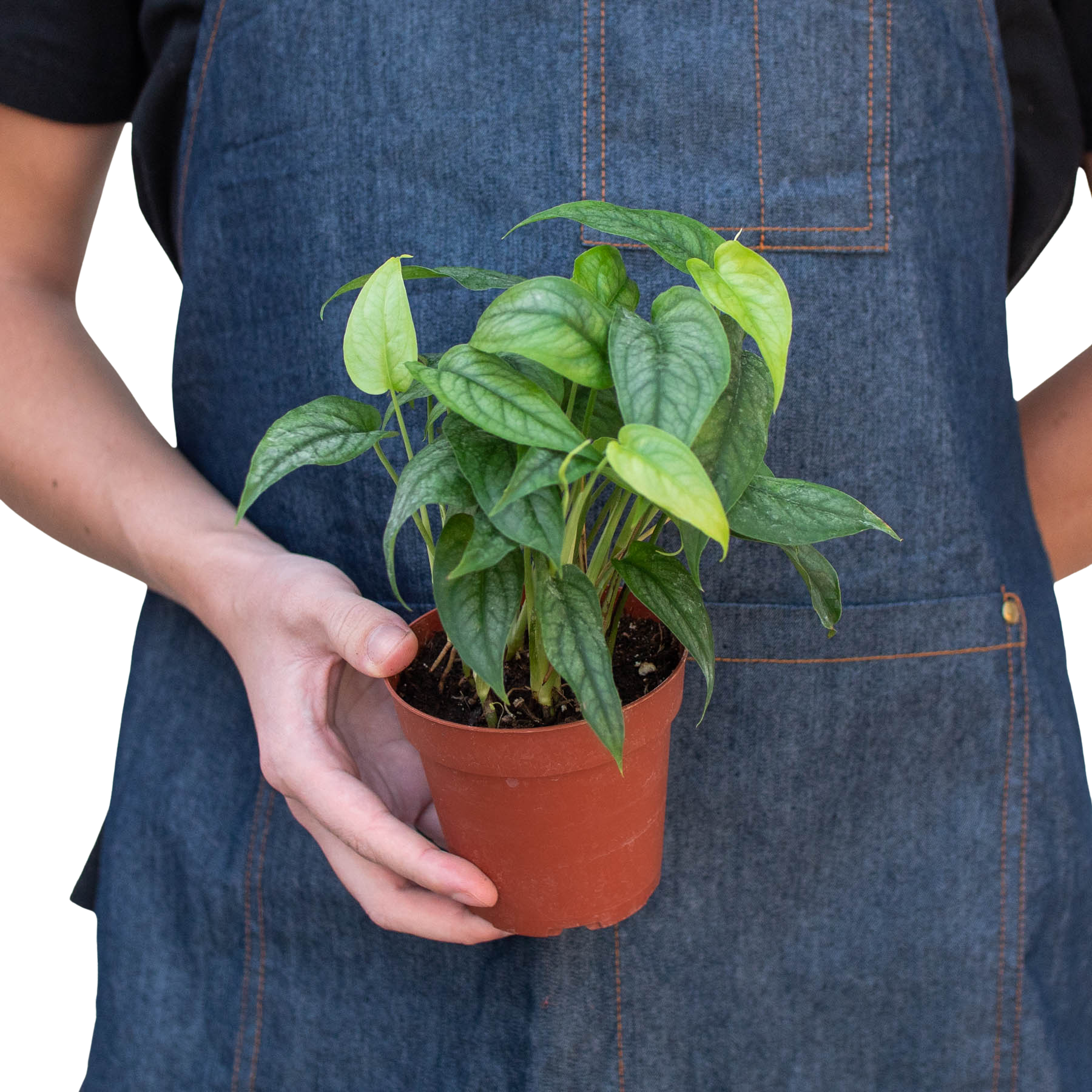 Monstera 'Siltepecana' potted plant