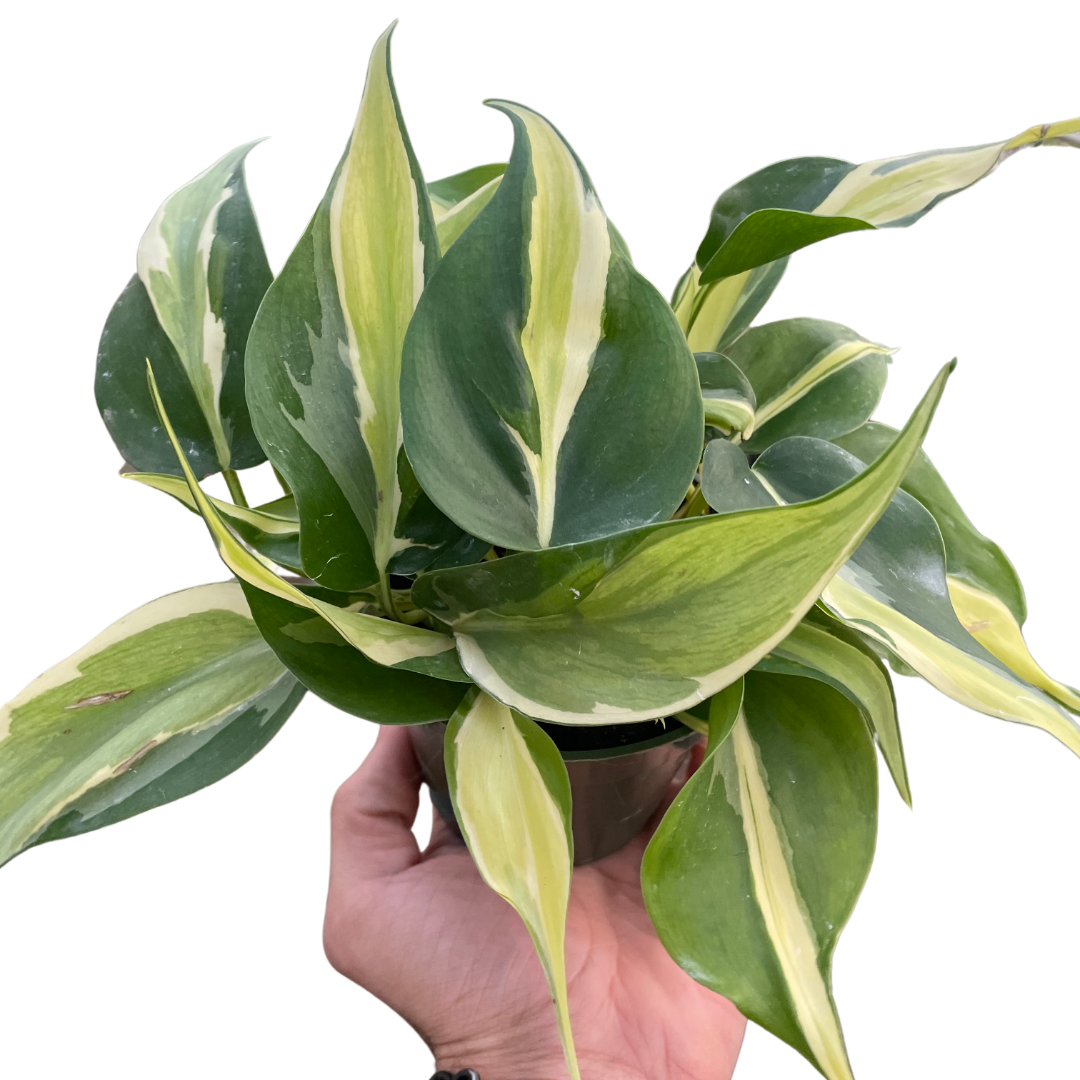 Philodendron 'Silver Stripe' potted plant