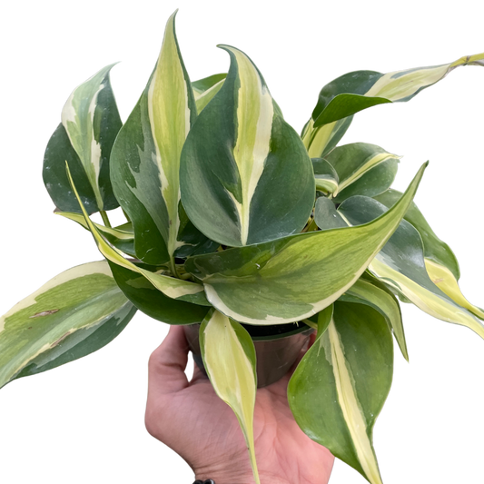 Philodendron 'Silver Stripe' potted plant