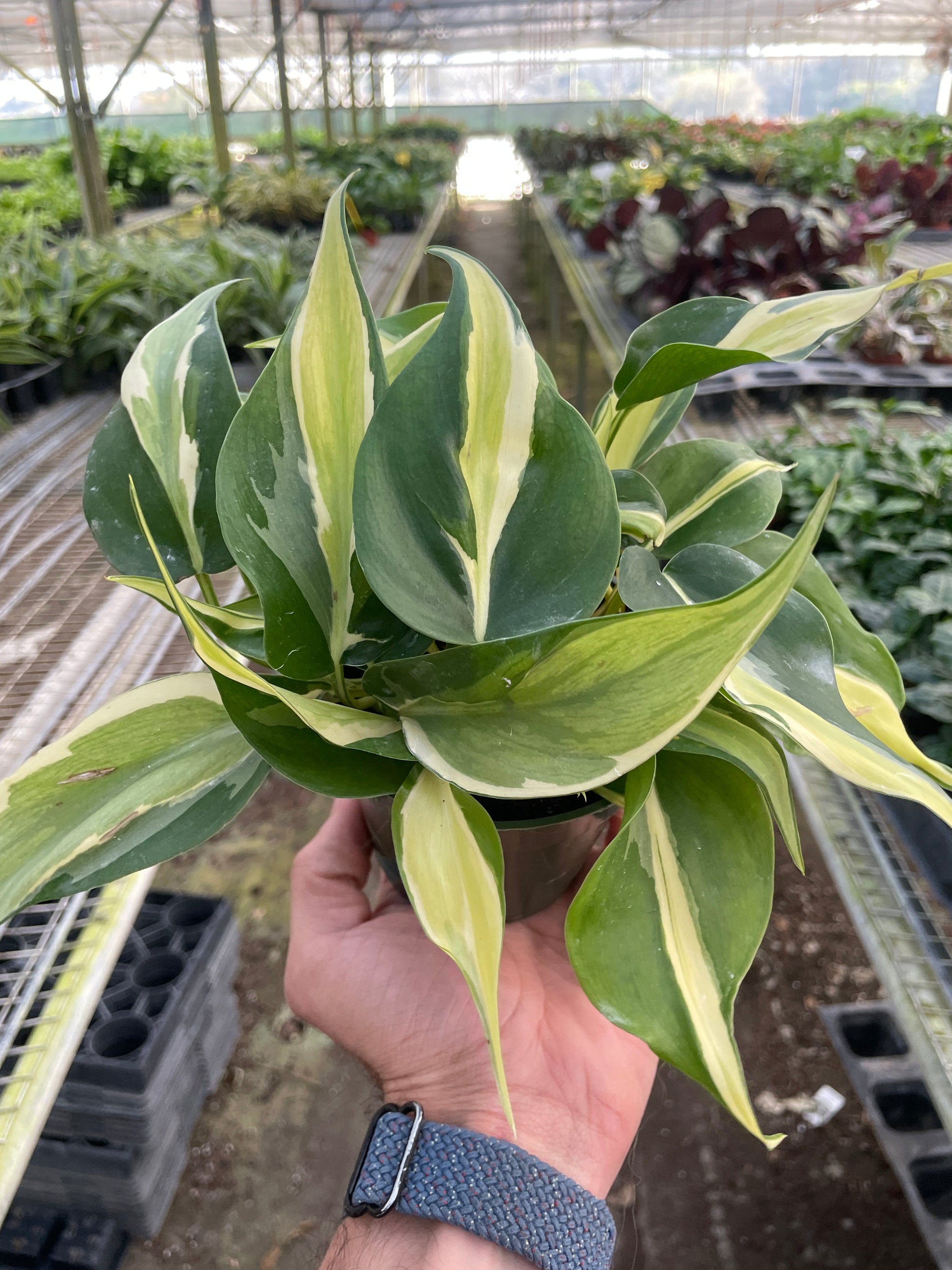 Philodendron 'Silver Stripe' potted plant