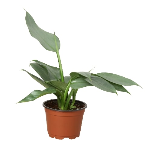 Philodendron 'Silver Sword' potted plant