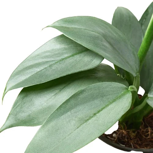 Philodendron 'Silver Sword' potted plant