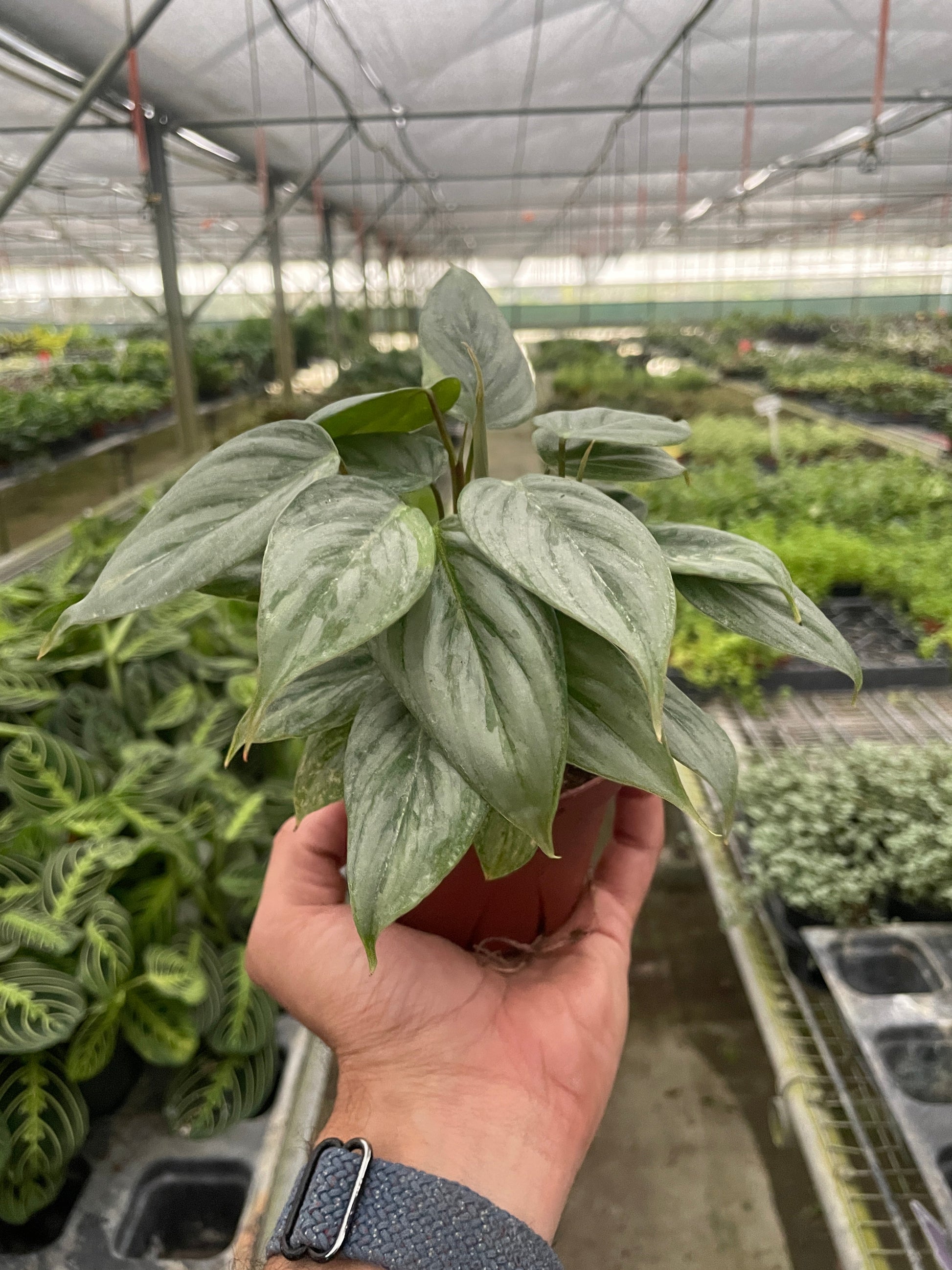 Philodendron 'Sodiroi' potted plant