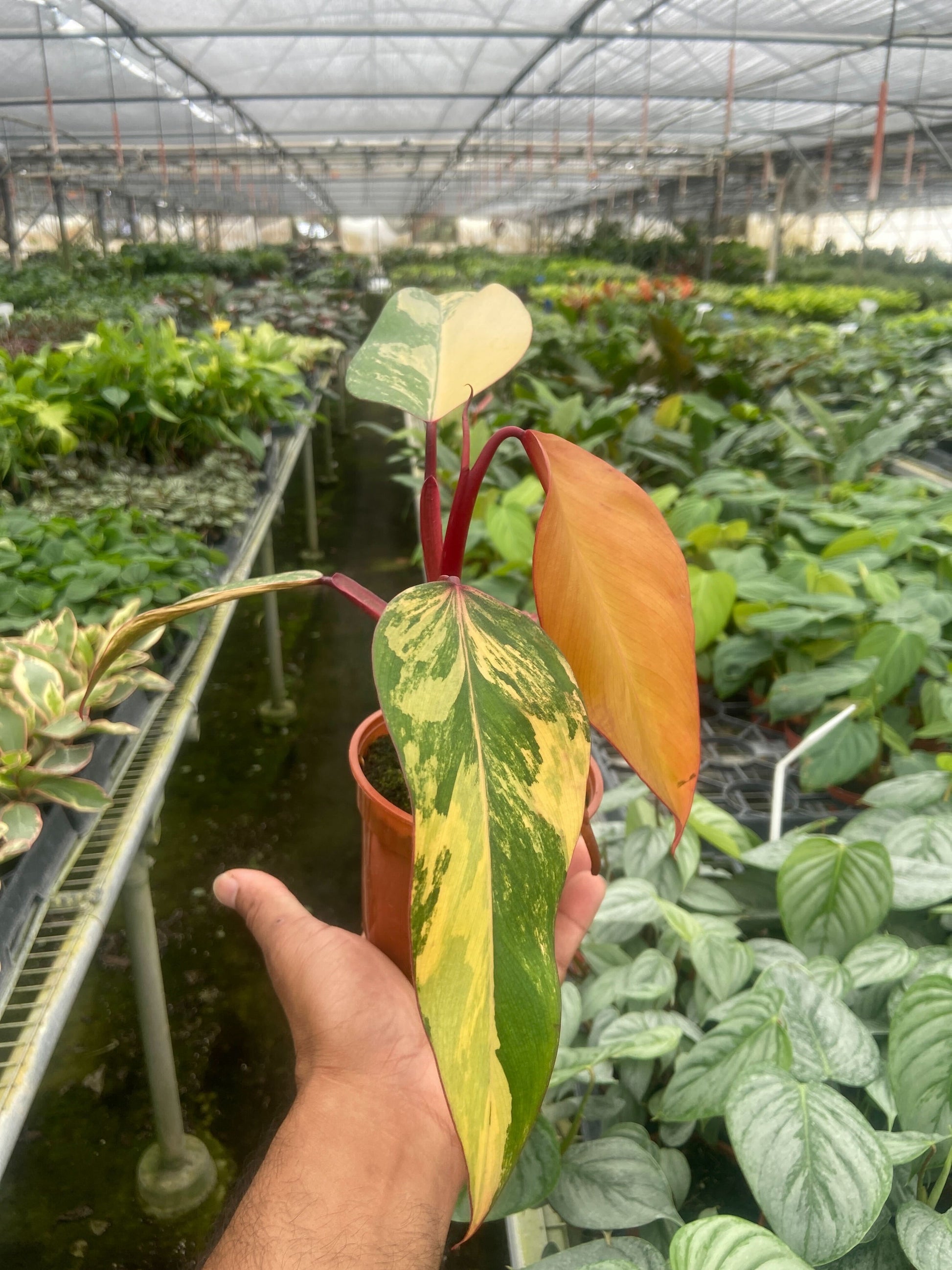 Philodendron 'Strawberry Shake' potted plant