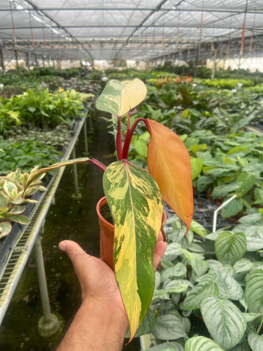Philodendron 'Strawberry Shake' potted plant