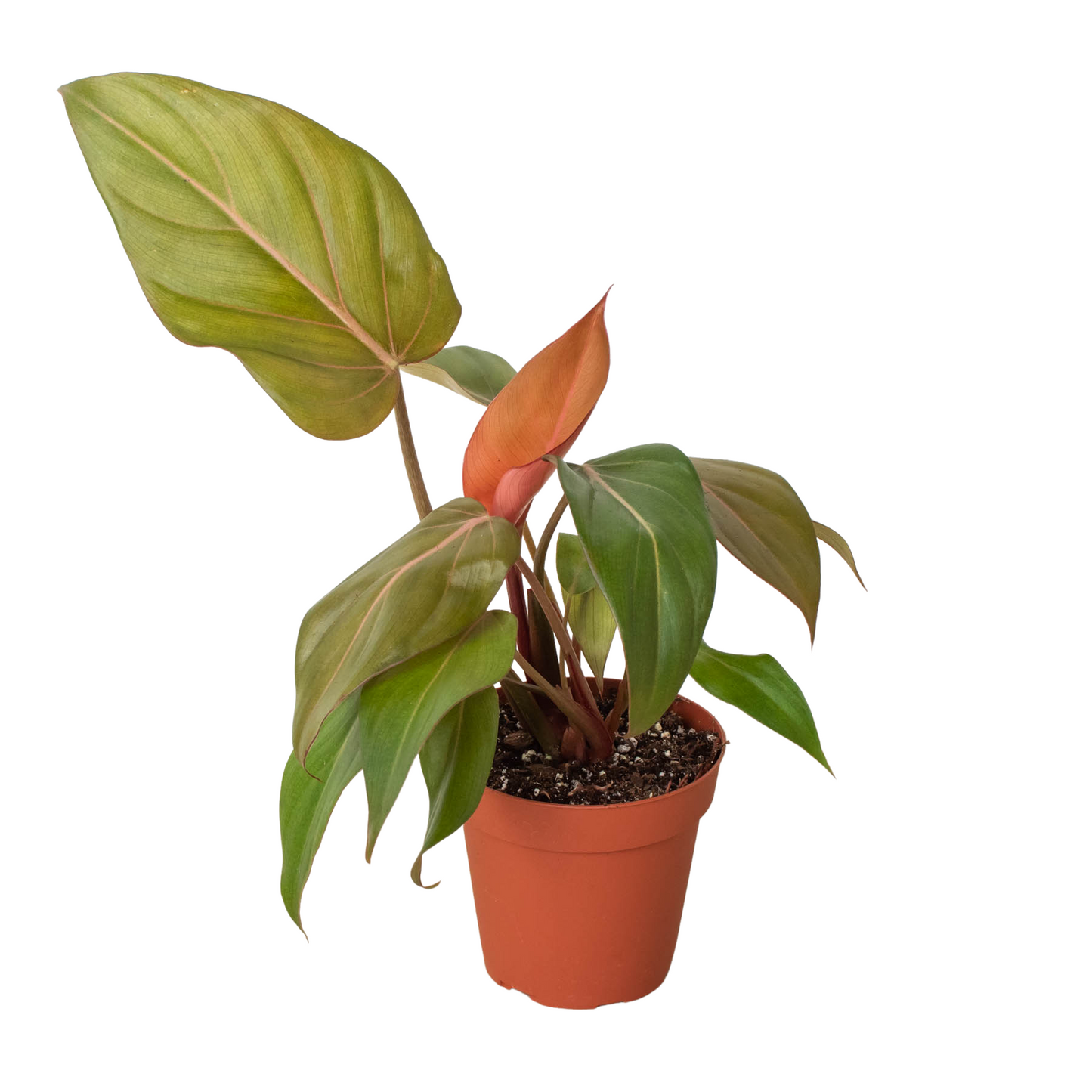 Philodendron 'Summer Glory' potted plant