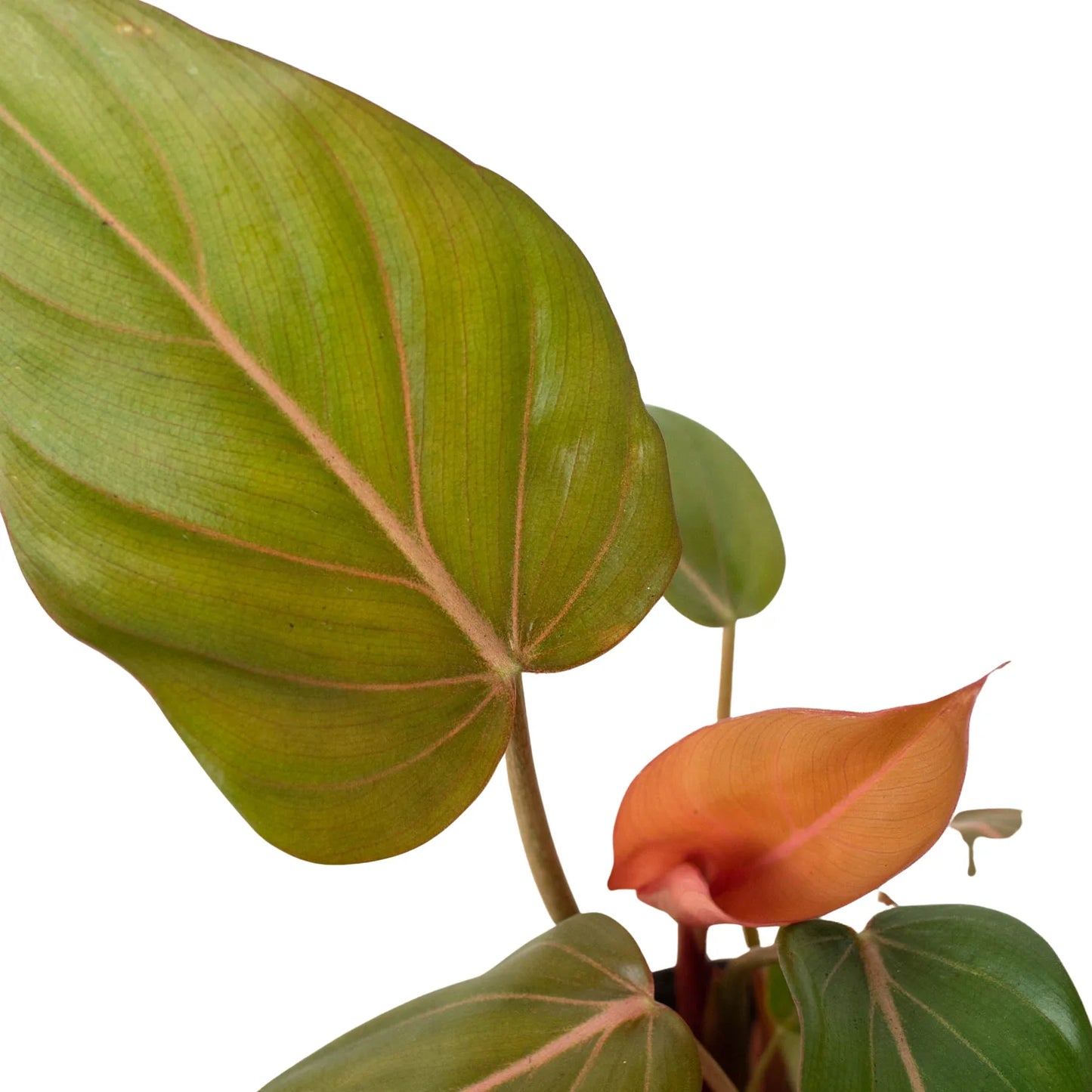 Philodendron 'Summer Glory' potted plant