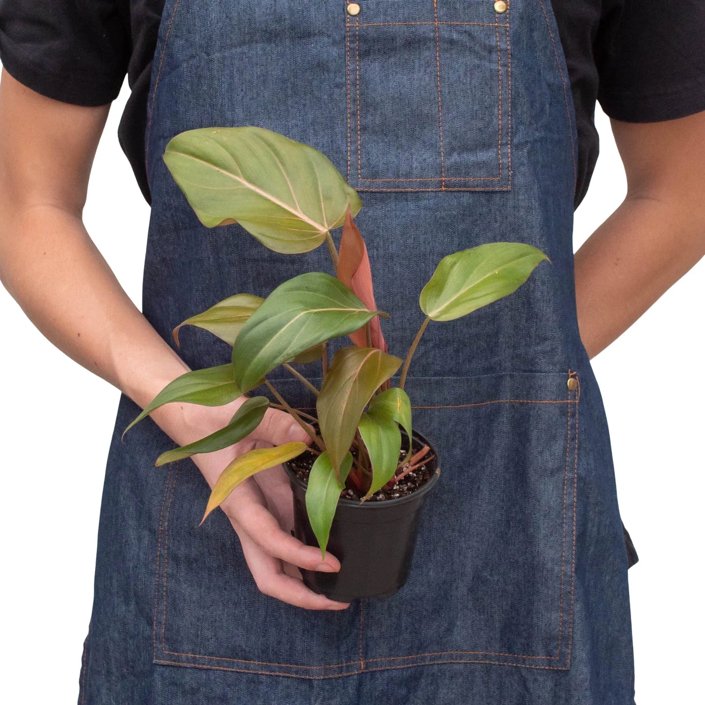 Philodendron 'Summer Glory' potted plant