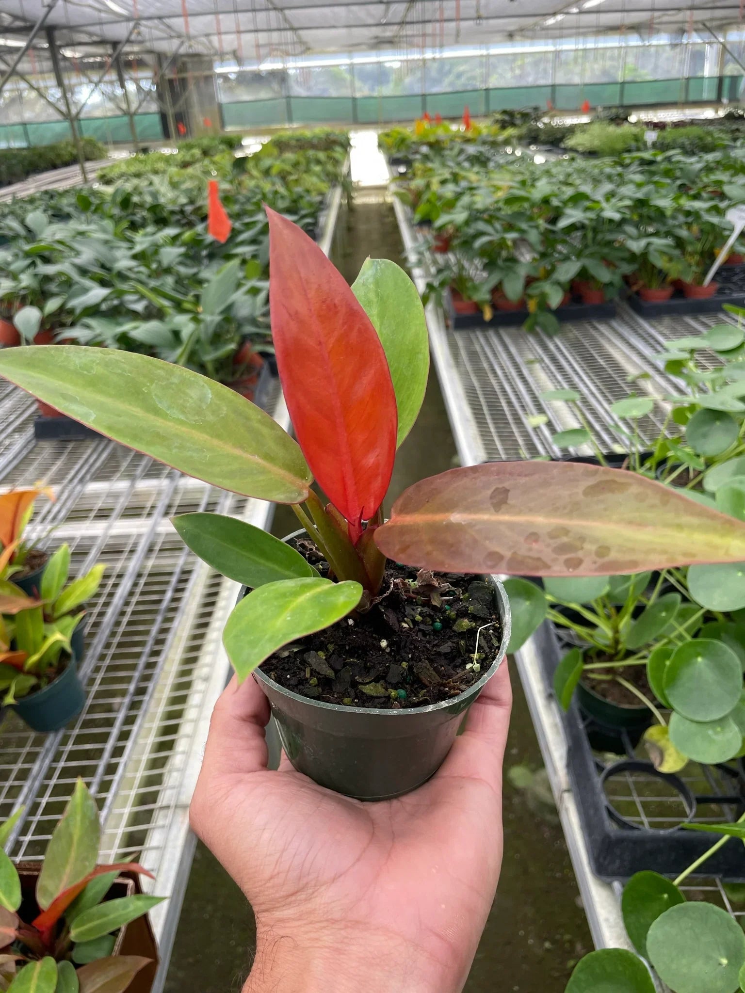 Philodendron 'Sun Red' potted plant