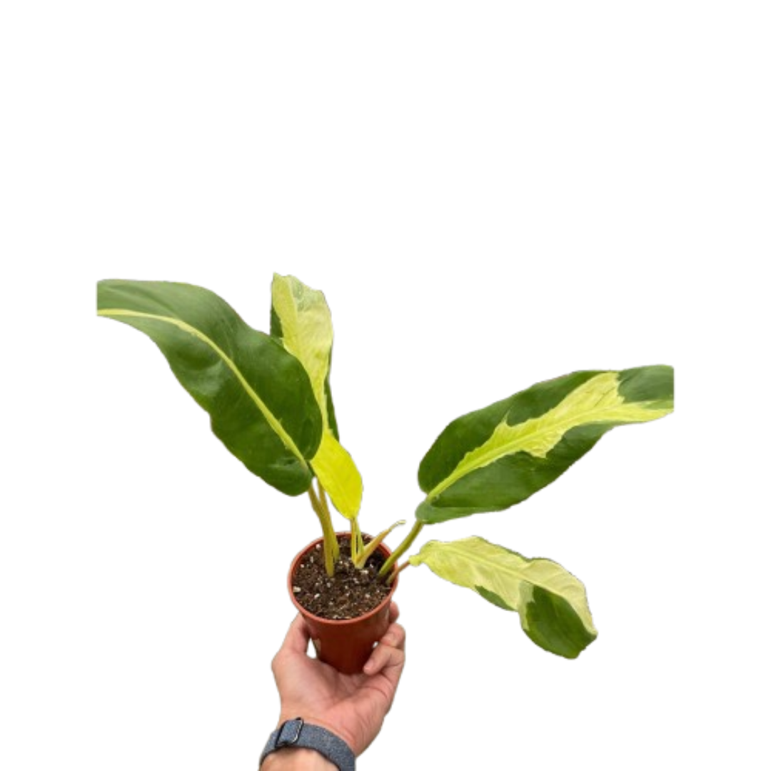 Philodendron 'Thai Sunrise' potted plant