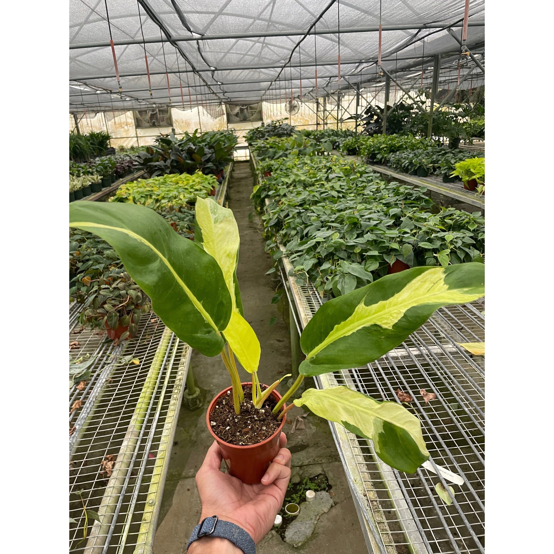Philodendron 'Thai Sunrise' potted plant