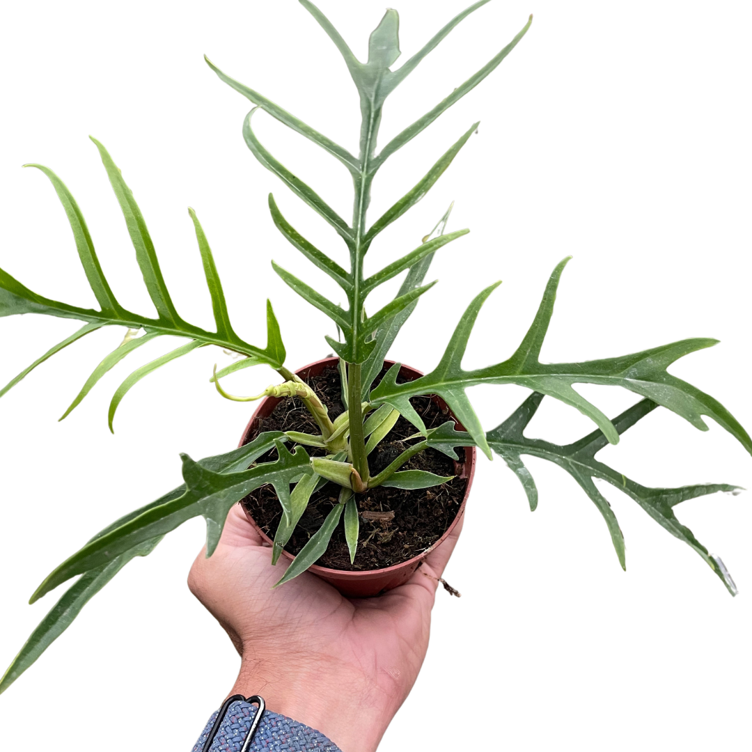 Philodendron 'Tortum' potted plant
