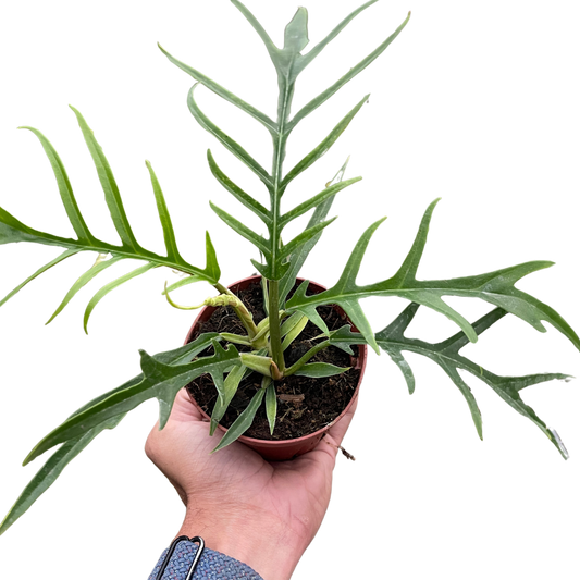 Philodendron 'Tortum' potted plant