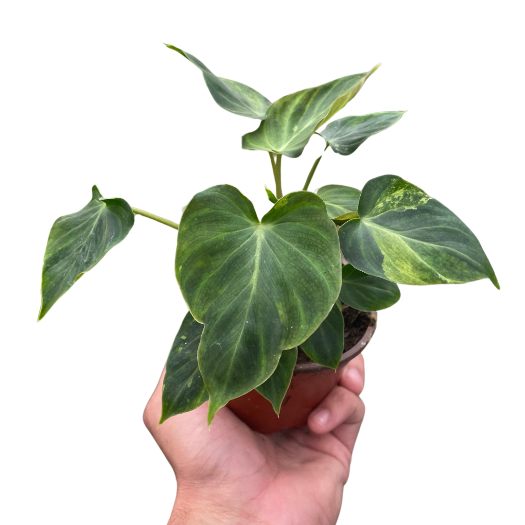Philodendron 'Verrucosum' potted plant