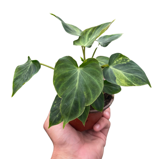 Philodendron 'Verrucosum' potted plant