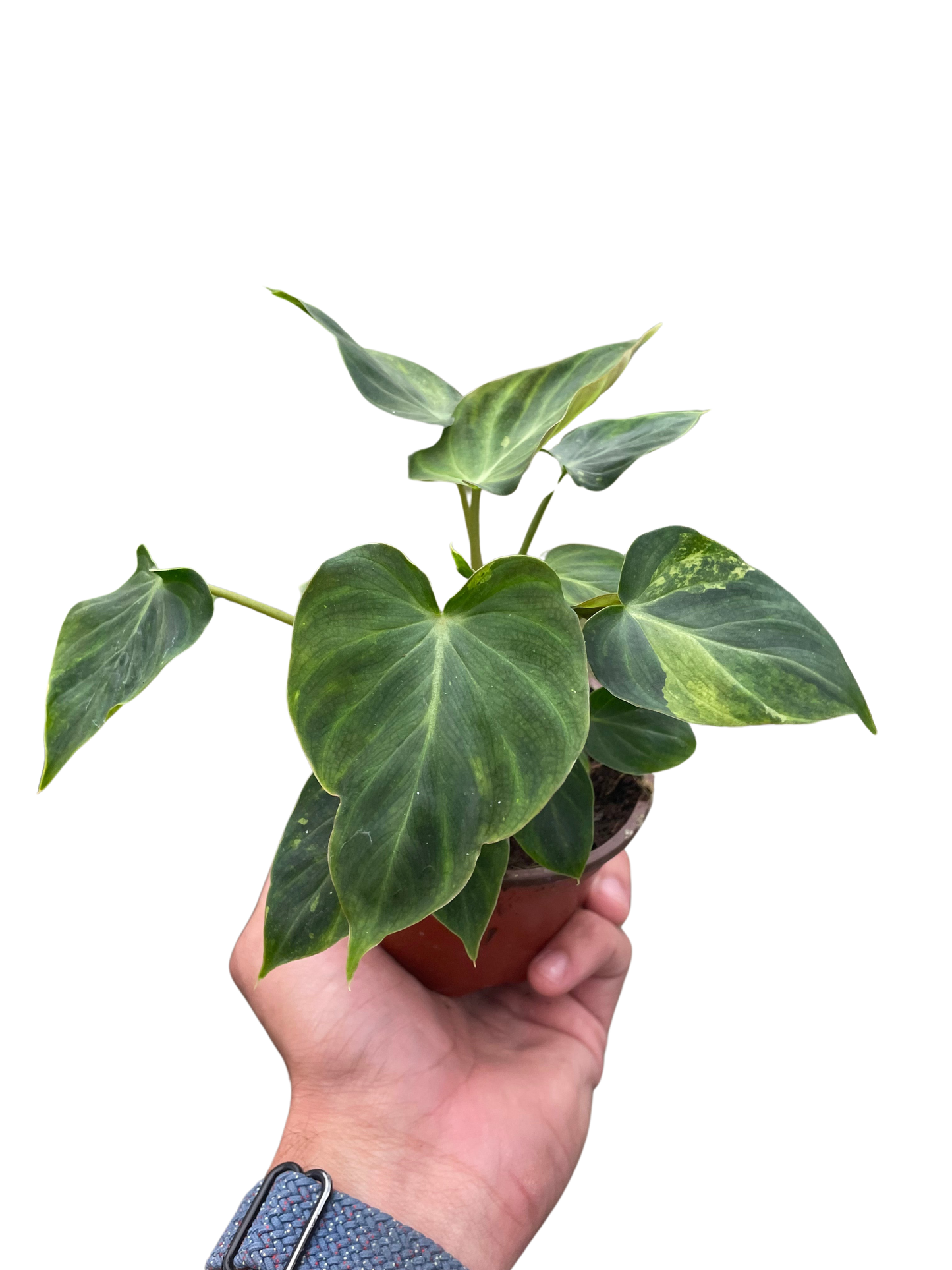 Philodendron 'Verrucosum' potted plant