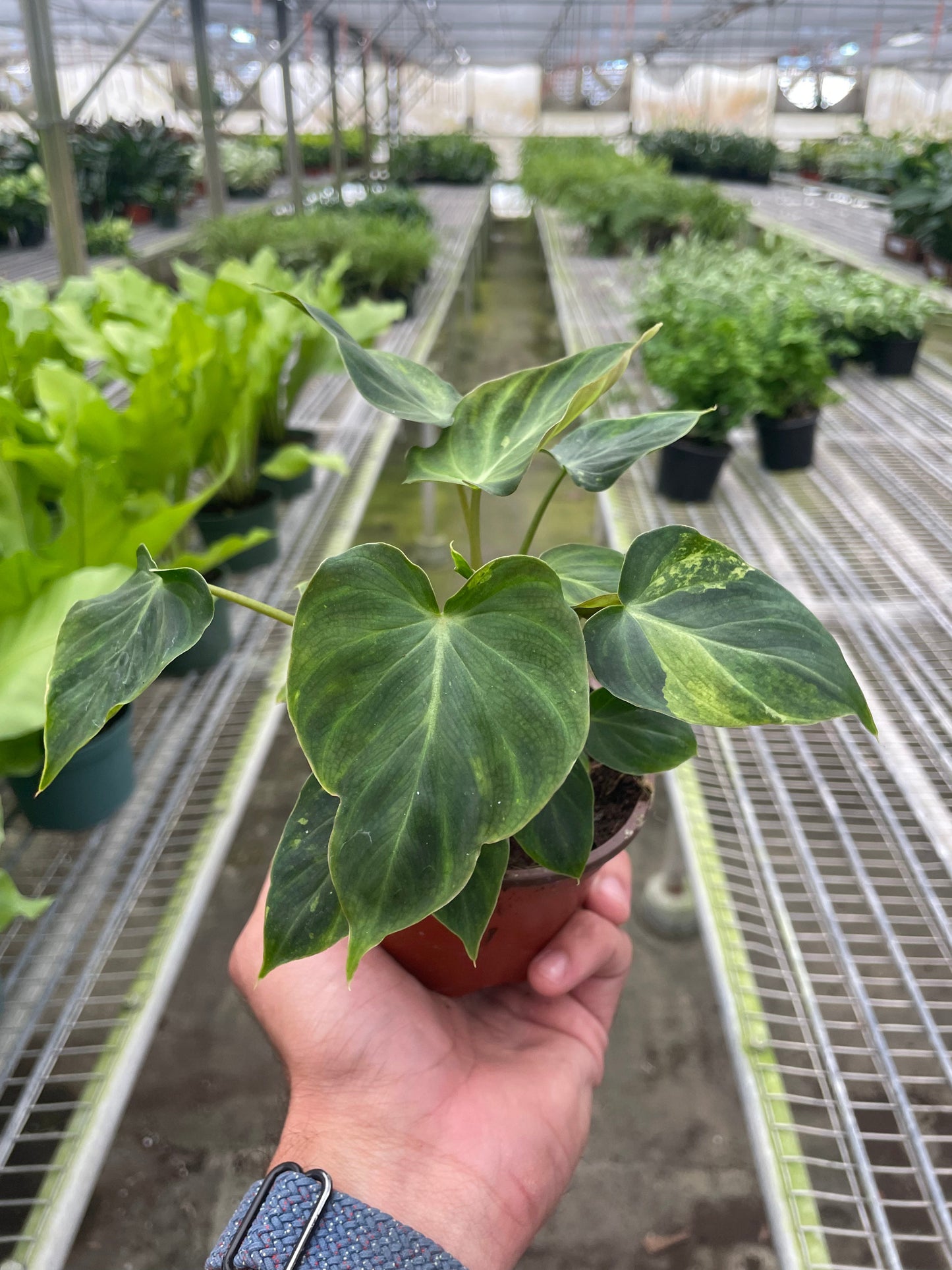 Philodendron 'Verrucosum' potted plant
