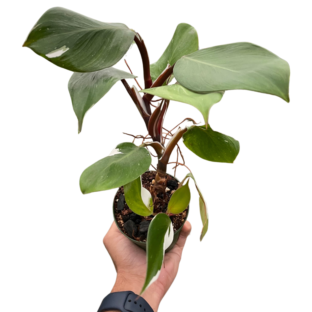 Philodendron 'White Knight' potted plant