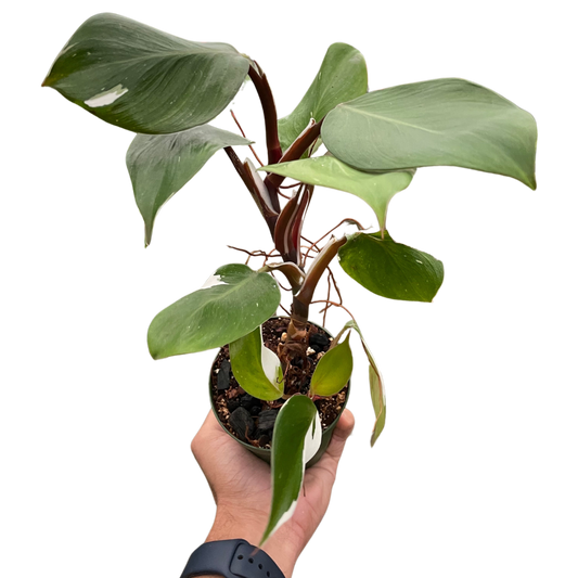 Philodendron 'White Knight' potted plant