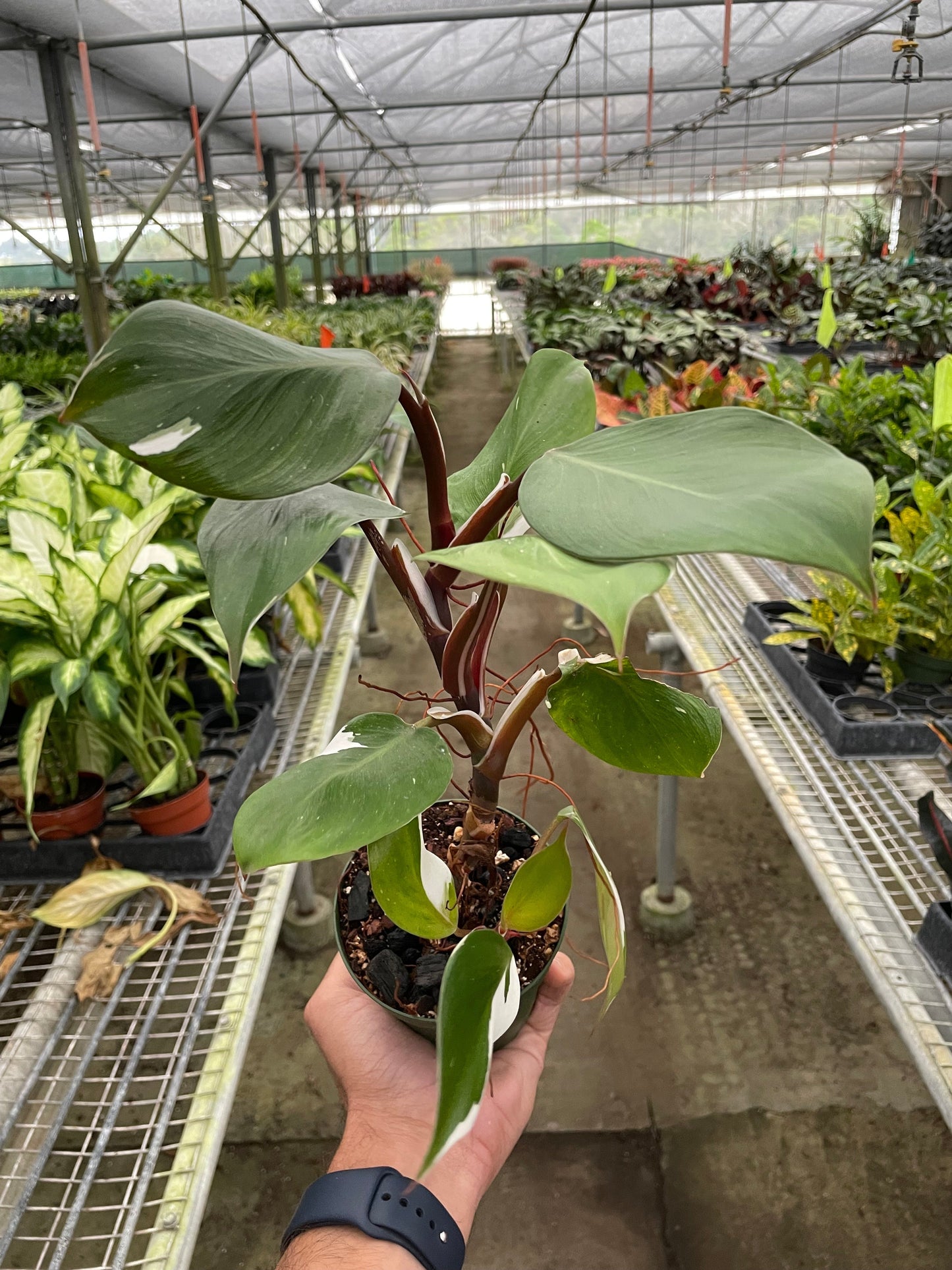 Philodendron 'White Knight' potted plant