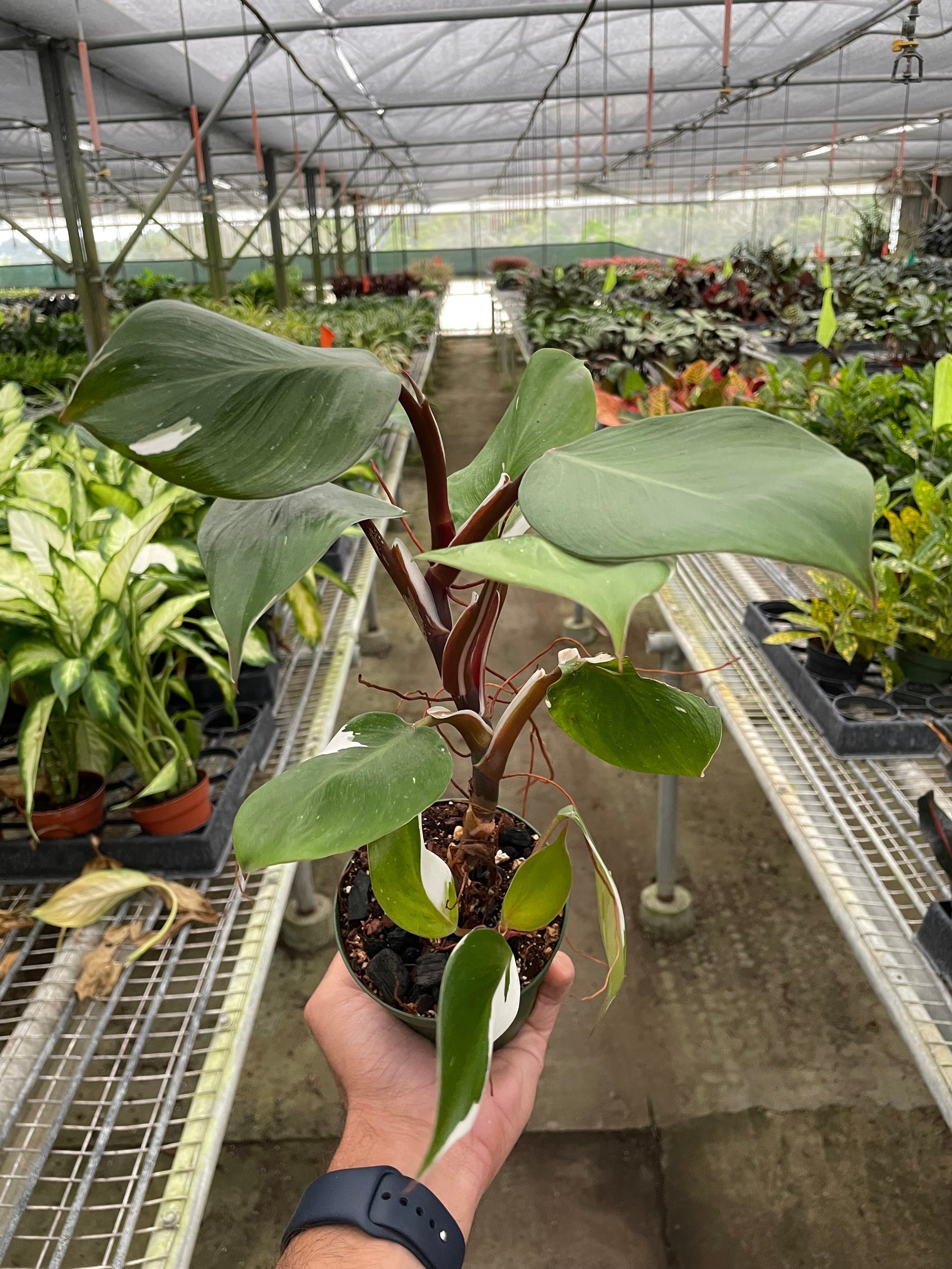 Philodendron 'White Knight' potted plant