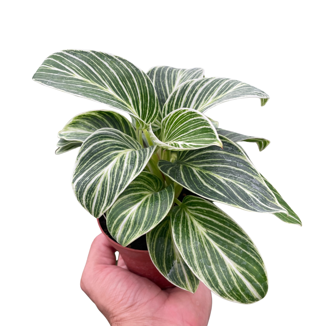Philodendron White Measure 4" potted plant