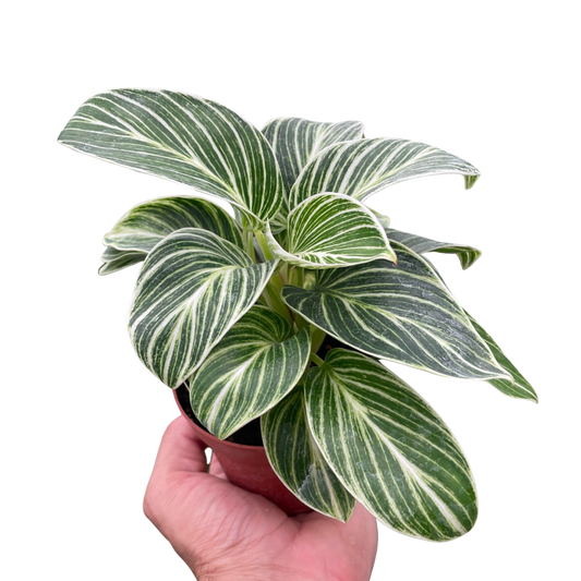 Philodendron White Measure 4" potted plant