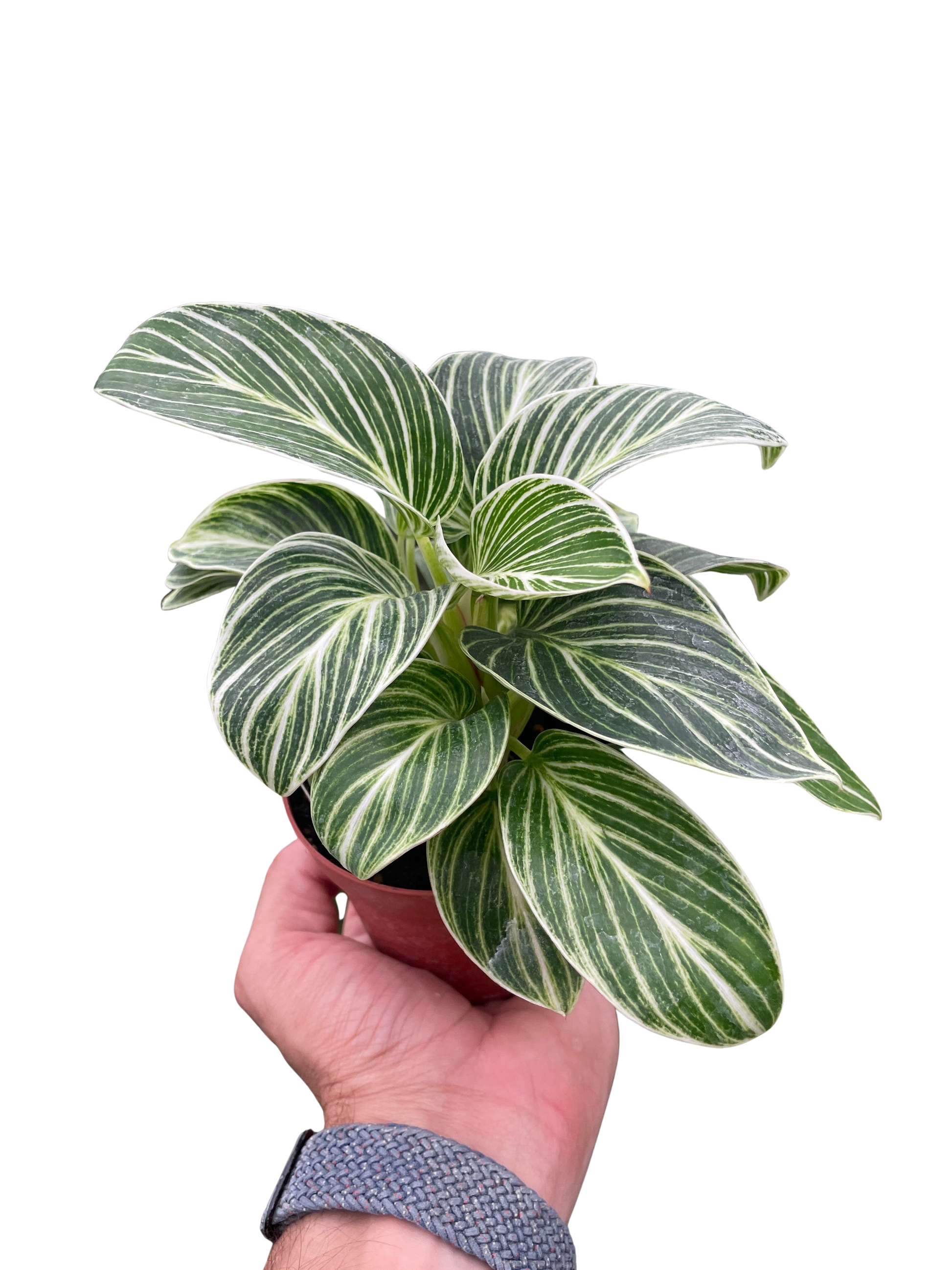 Philodendron White Measure 4" potted plant