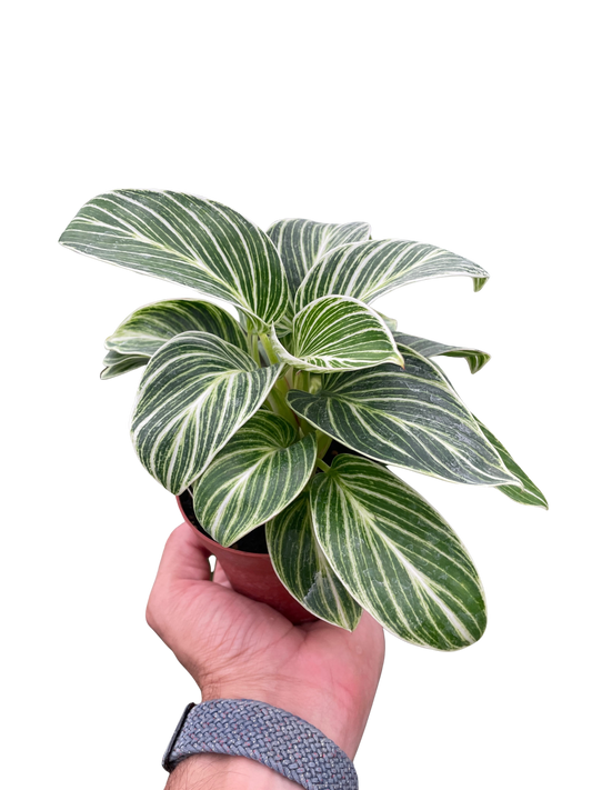 Philodendron White Measure 4" potted plant