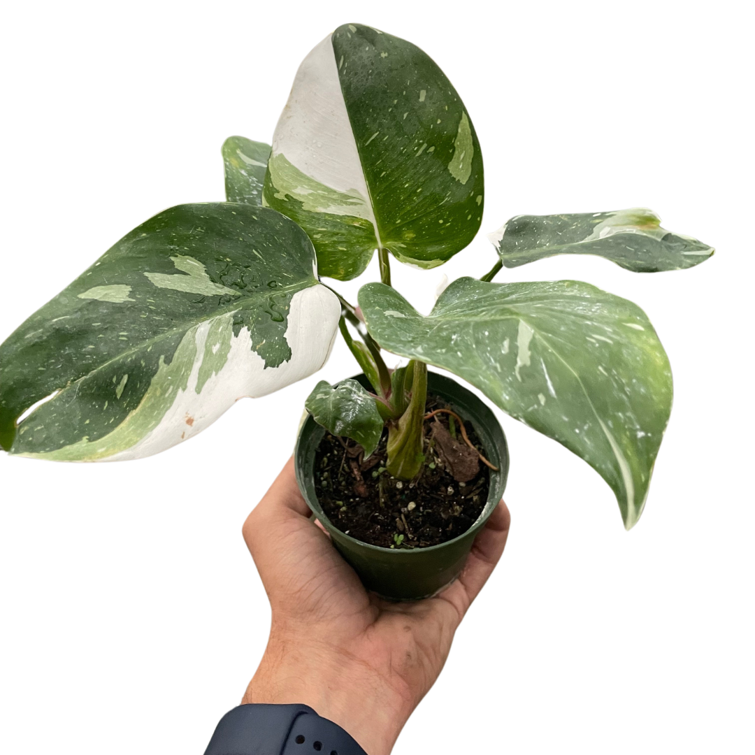 Philodendron 'White Princess' potted plant