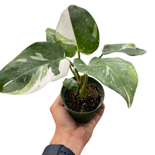Philodendron 'White Princess' potted plant