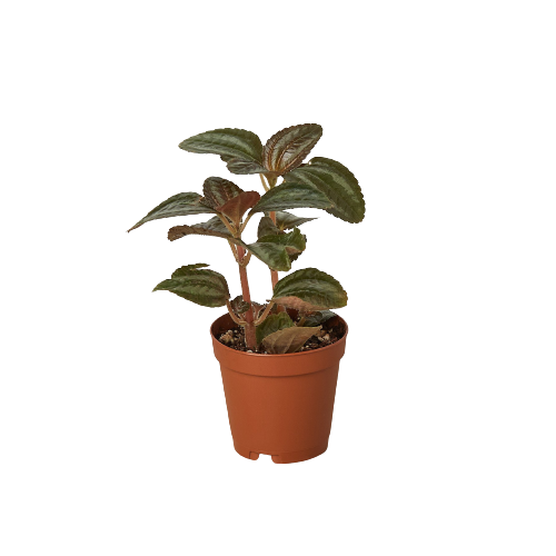 Pilea 'Bronze' 4" potted plant