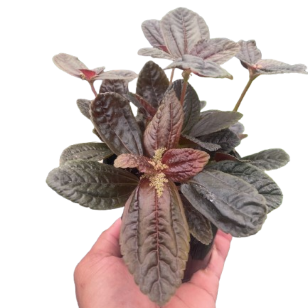 Pilea 'Chocolate' potted plant