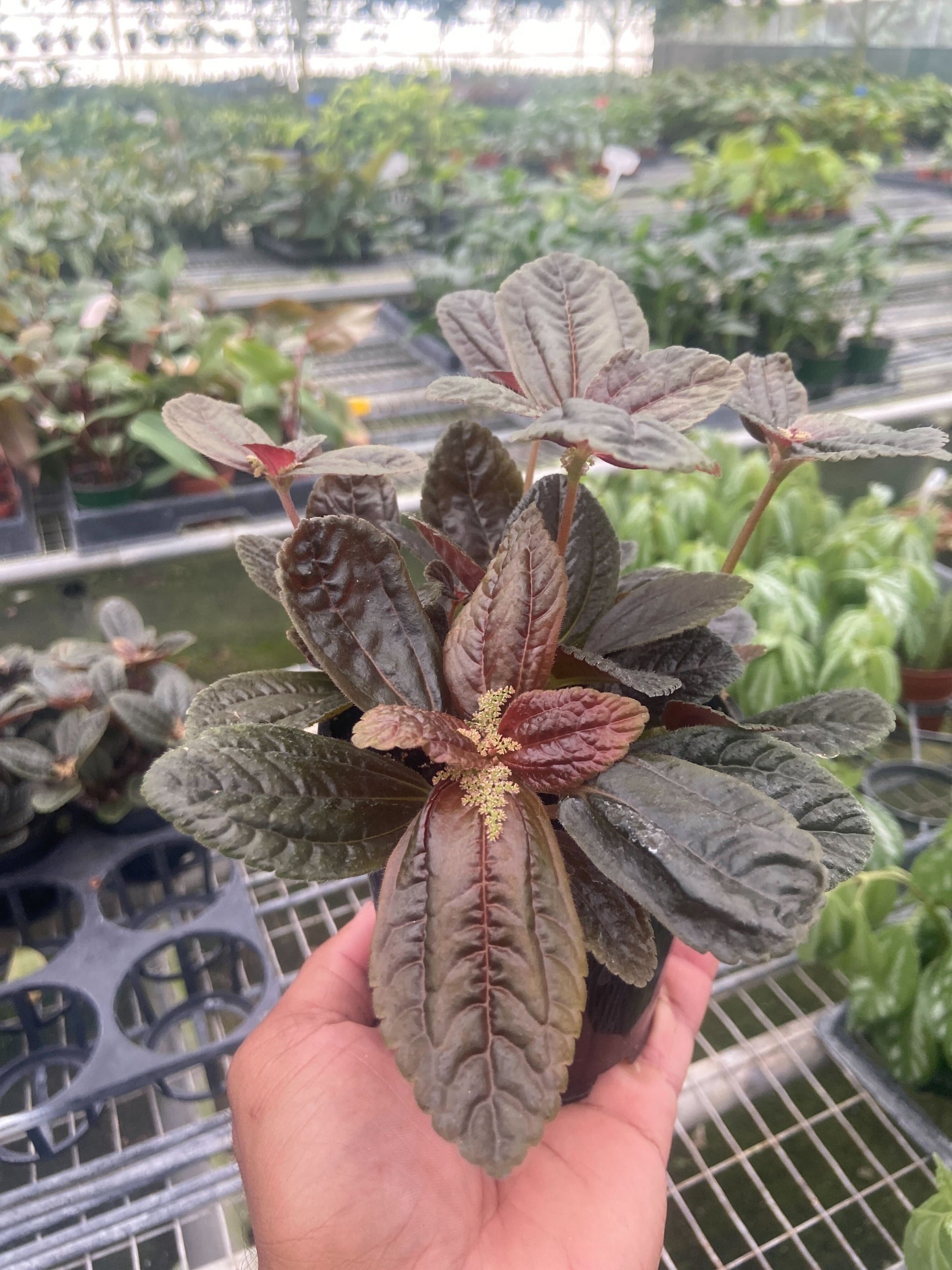 Pilea 'Chocolate' potted plant