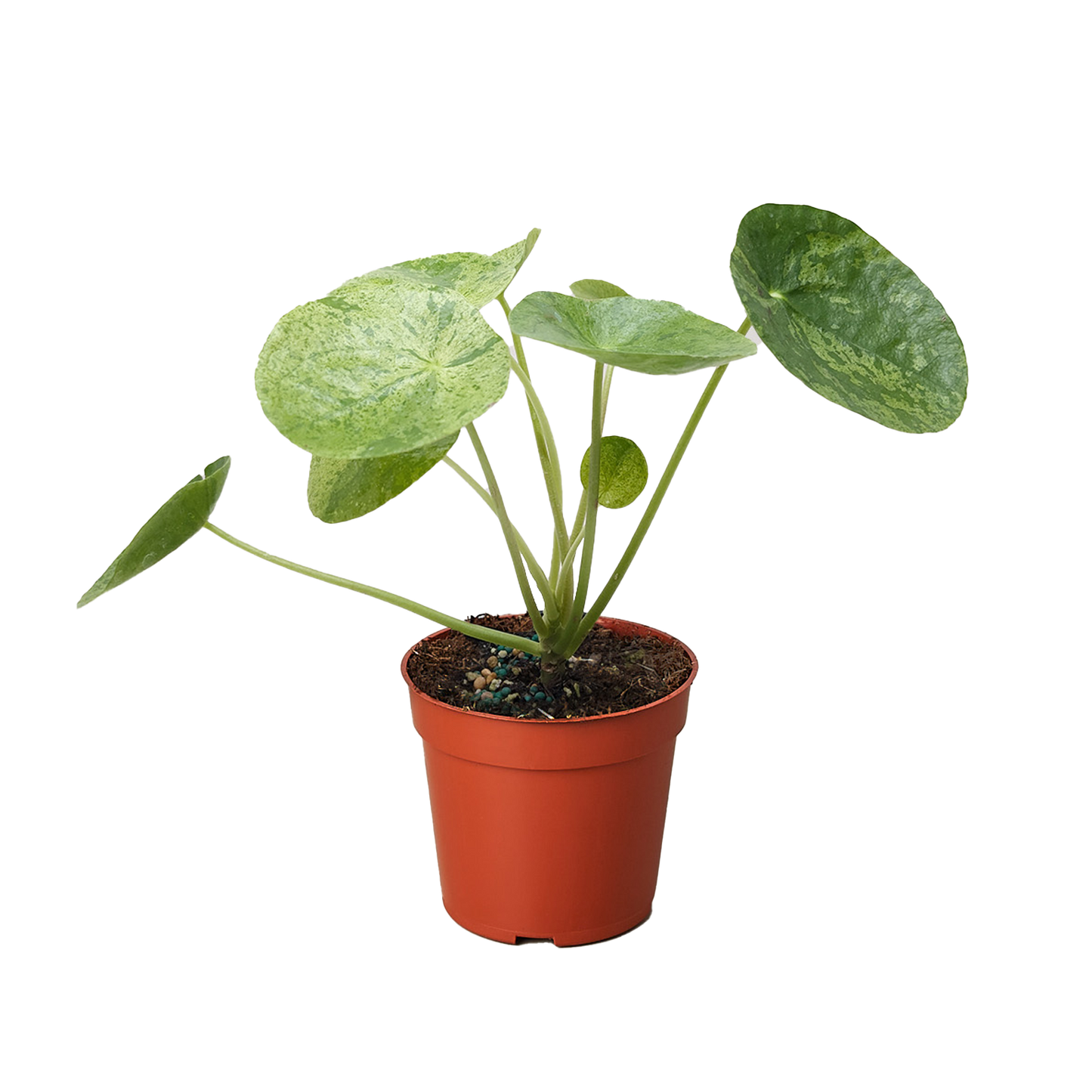 Pilea 'Mojito' potted plant