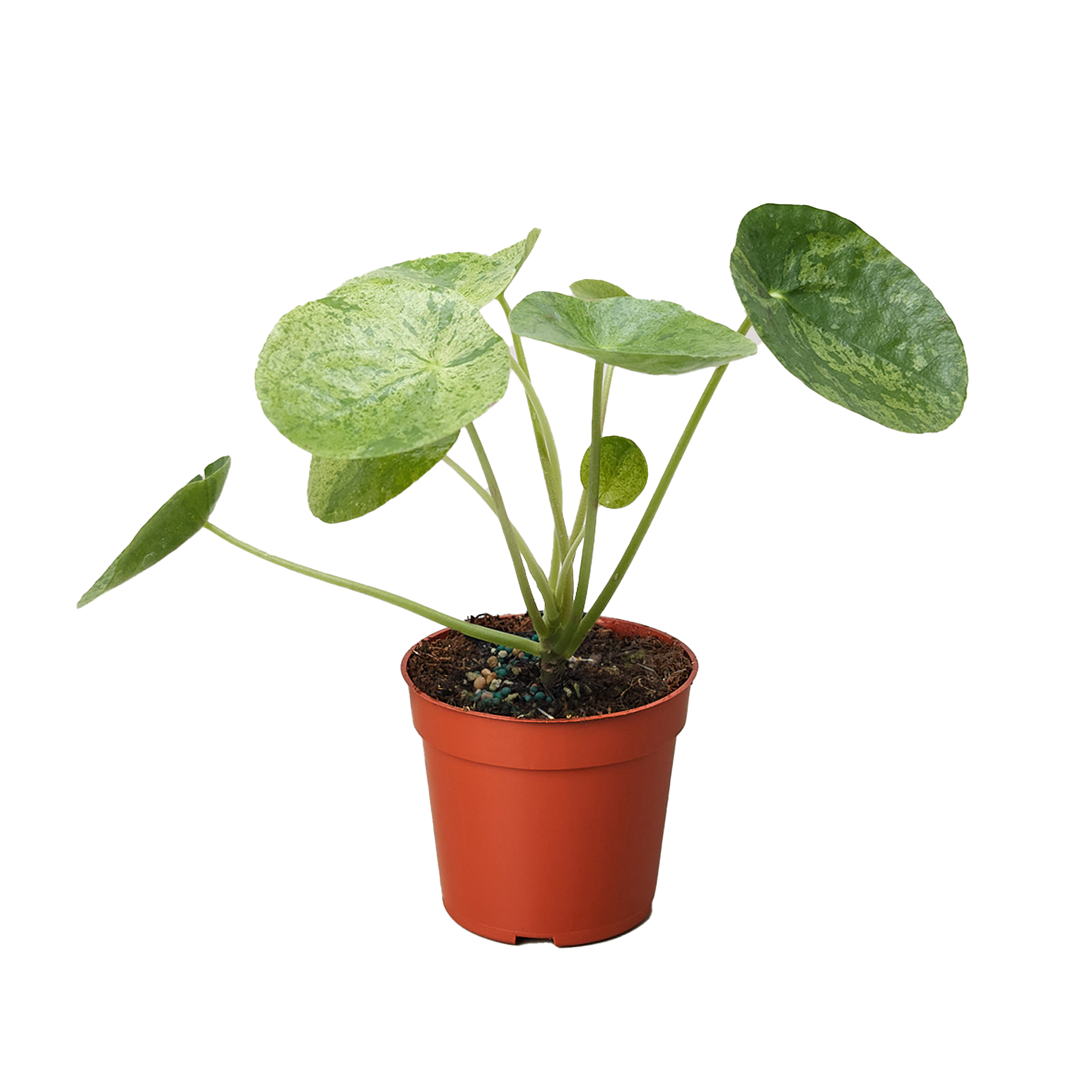 Pilea 'Mojito' potted plant