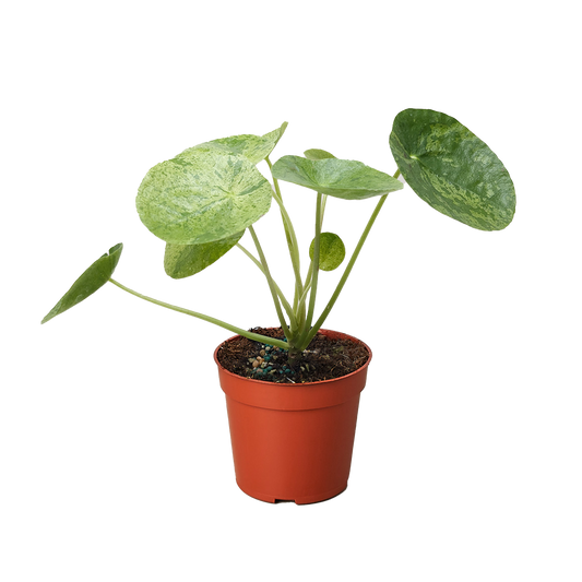 Pilea 'Mojito' potted plant