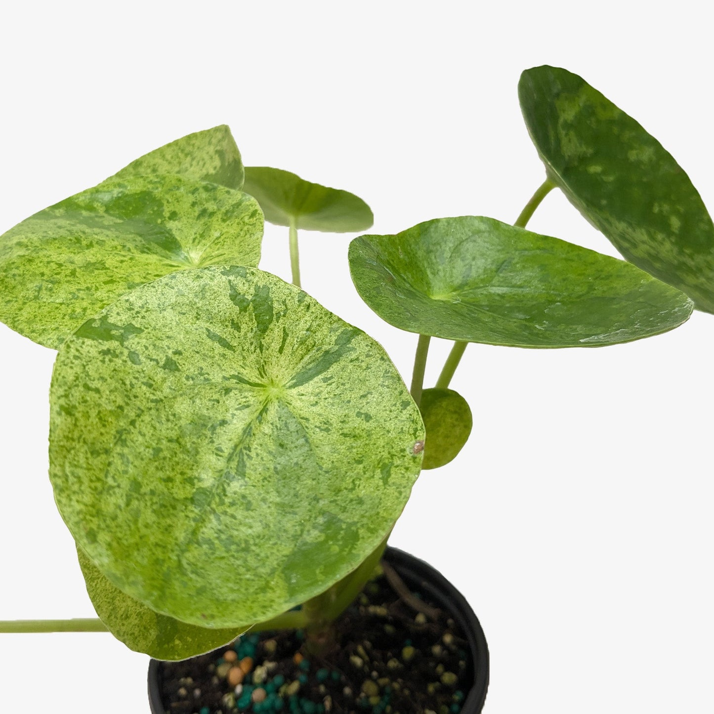 Pilea 'Mojito' potted plant