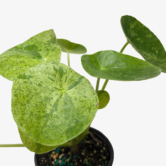 Pilea 'Mojito' potted plant