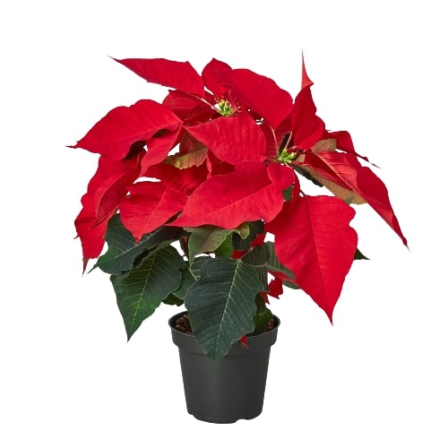Poinsettia 'Red' potted plant