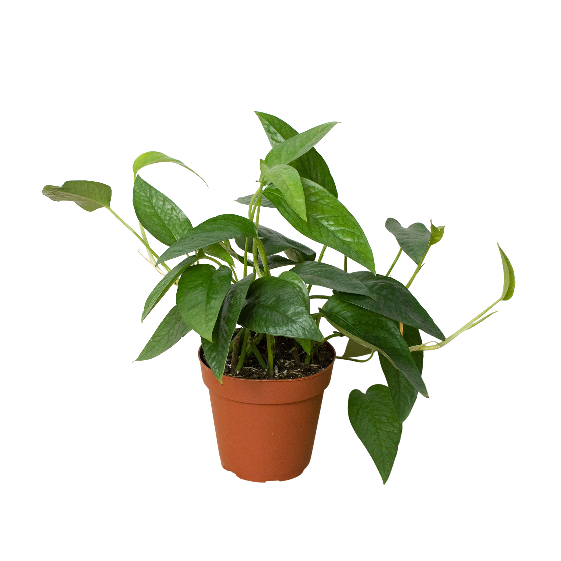 Pothos 'Cebu Blue' potted plant
