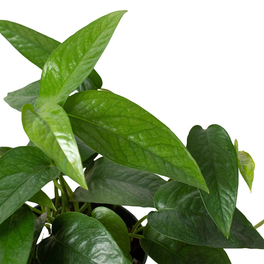 Pothos 'Cebu Blue' potted plant