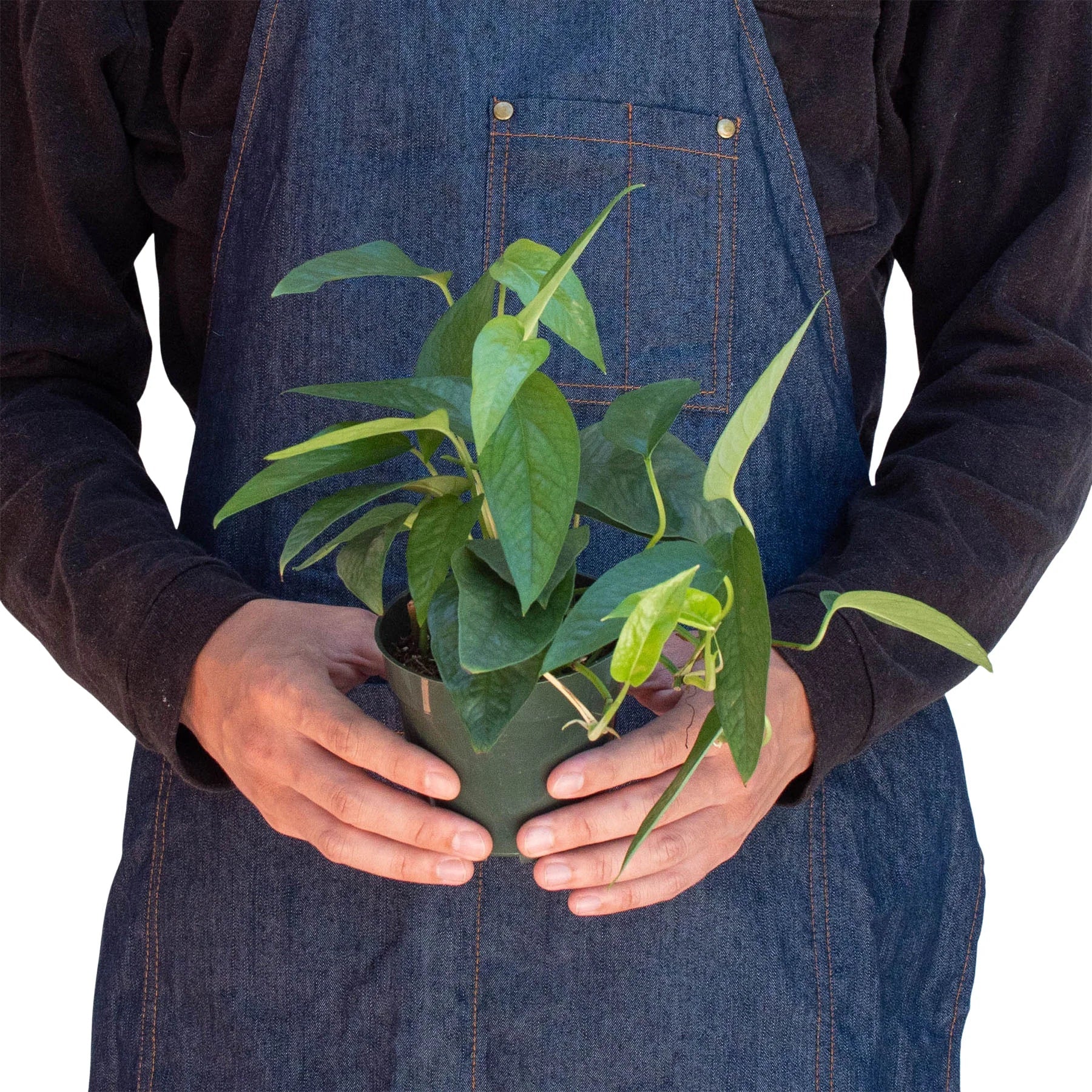 Pothos 'Cebu Blue' potted plant