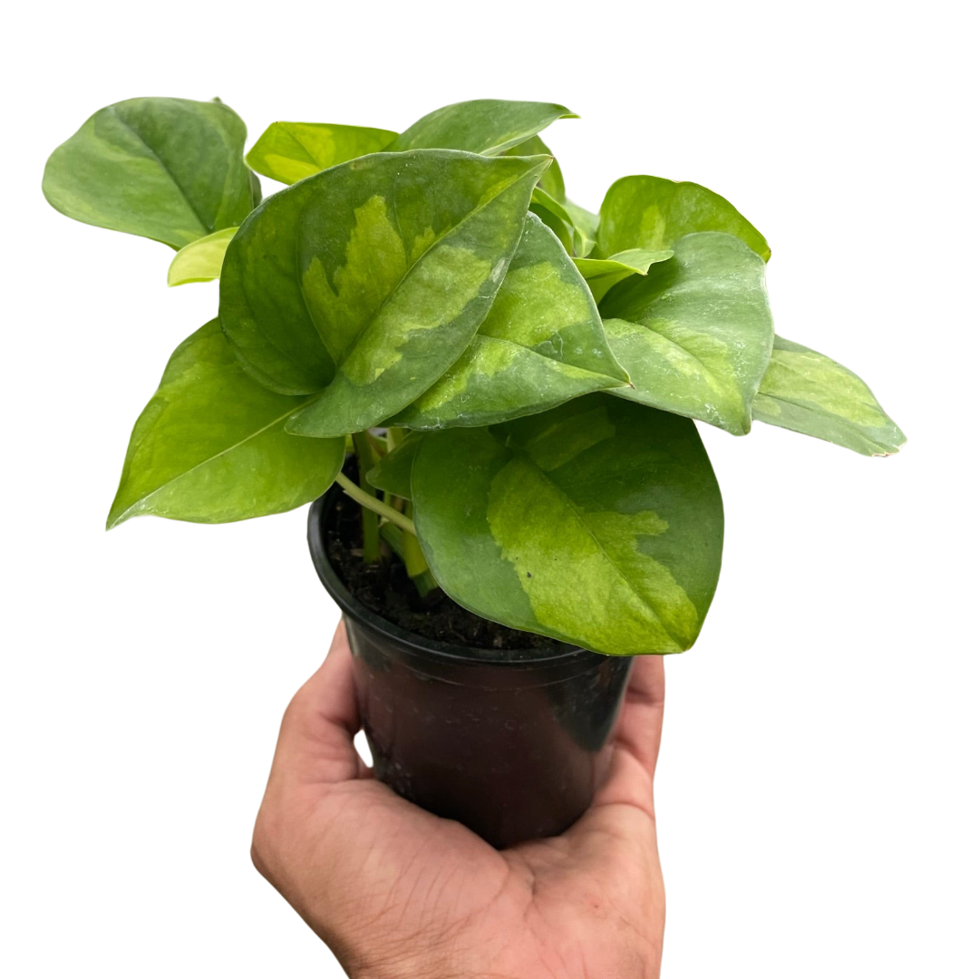 Pothos 'Global Green' potted plant