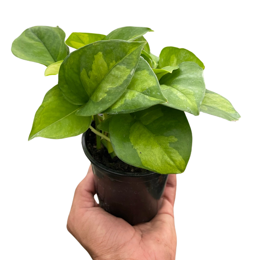 Pothos 'Global Green' potted plant
