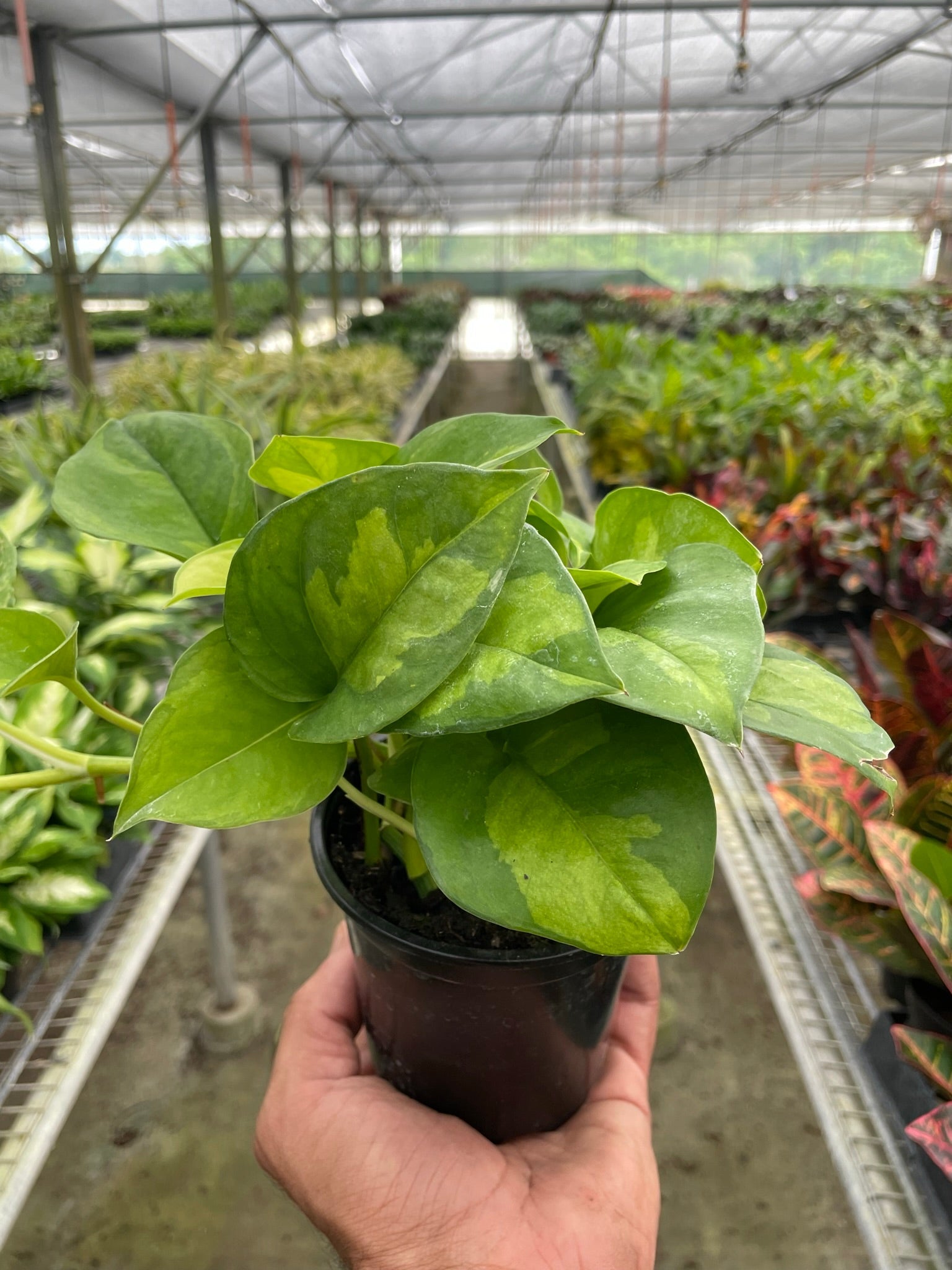 Pothos 'Global Green' potted plant
