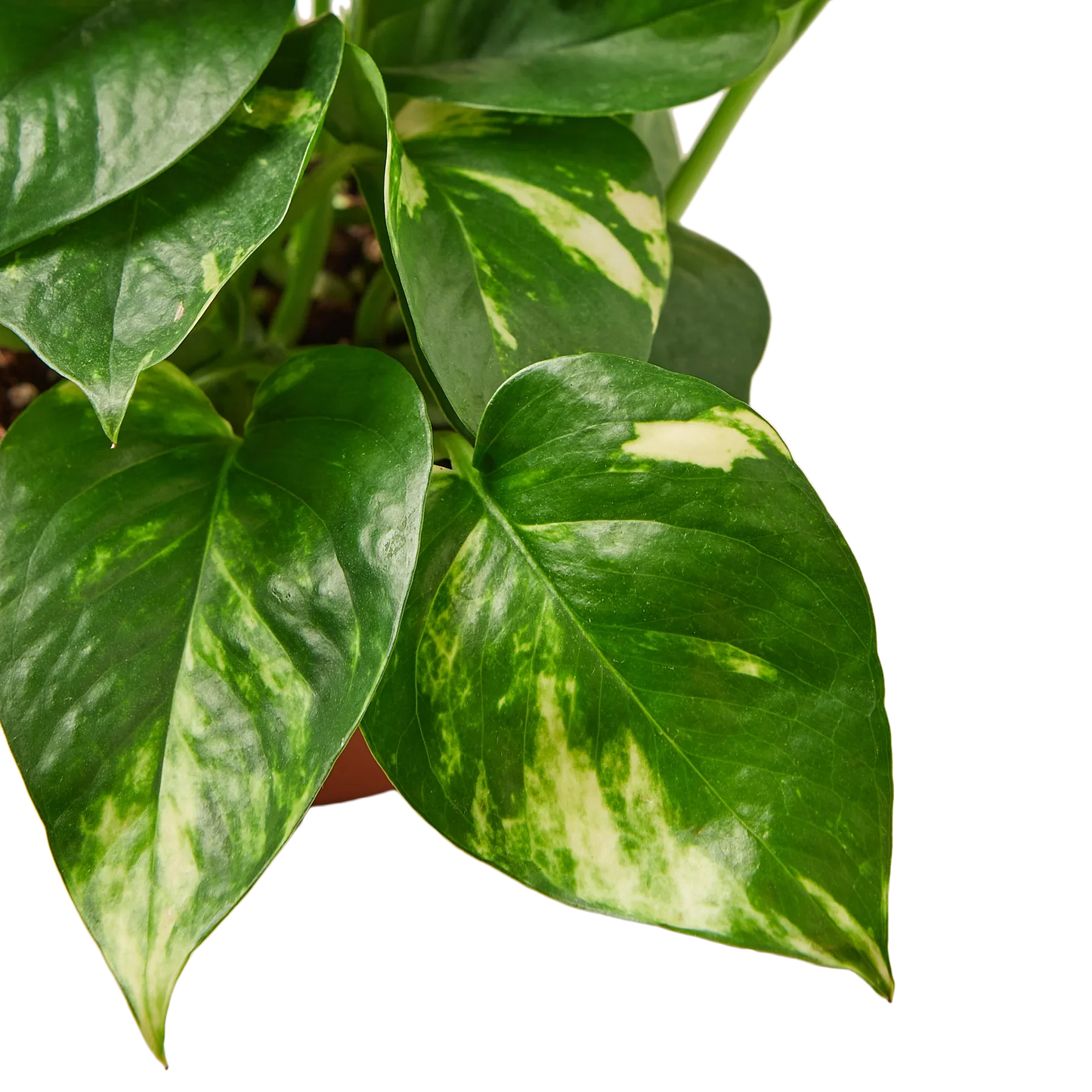 Pothos 'Golden' potted plant